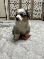 Red collar , a female Pembroke Welsh Corgi for sale in LaFollette, TN – 2 of 4