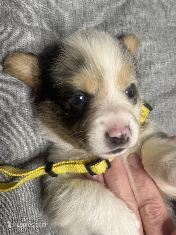 Yellow collar  – Pembroke Welsh Corgi puppy for sale in LaFollette, TN