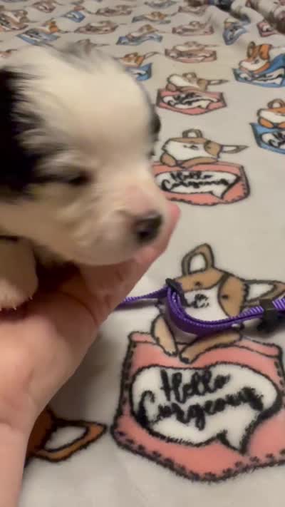 Purple collar , a female Pembroke Welsh Corgi for sale in LaFollette, TN – 6 of 8
