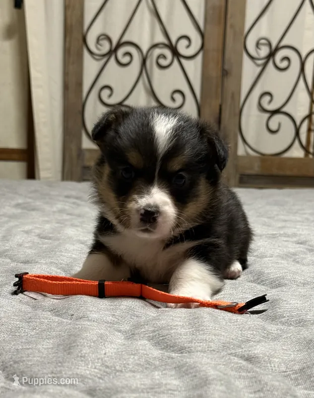 Orange collar  – Pembroke Welsh Corgi puppy for sale in LaFollette, TN