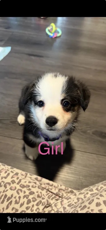 Purple collar  – Pembroke Welsh Corgi puppy for sale in LaFollette, TN