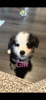 Purple collar , a female Pembroke Welsh Corgi for sale in LaFollette, TN – 1 of 8