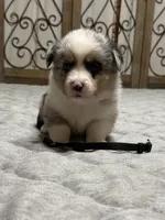 Black collar , a male Pembroke Welsh Corgi for sale in LaFollette, TN – 4 of 7