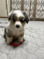 Red collar , a female Pembroke Welsh Corgi for sale in LaFollette, TN – 4 of 4