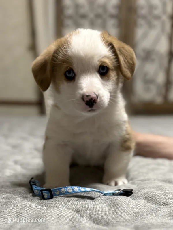 Patrick  – Pembroke Welsh Corgi puppy for sale in LaFollette, TN