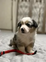 Red collar , a female Pembroke Welsh Corgi for sale in LaFollette, TN – 3 of 8