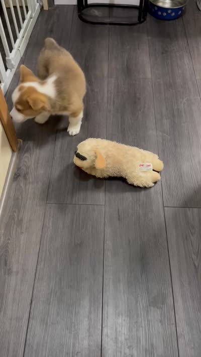 Spot , a male Pembroke Welsh Corgi for sale in LaFollette, TN – 2 of 3