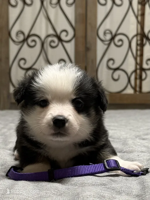 Purple collar  – Pembroke Welsh Corgi puppy for sale in LaFollette, TN
