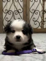 Purple collar , a female Pembroke Welsh Corgi for sale in LaFollette, TN – 2 of 8