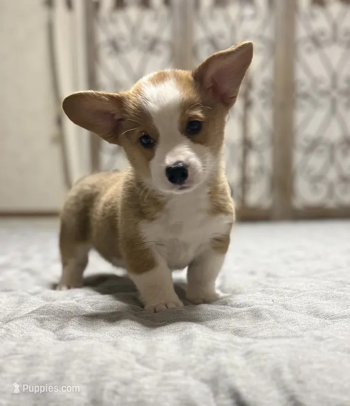 Spot  – Pembroke Welsh Corgi puppy for sale in LaFollette, TN