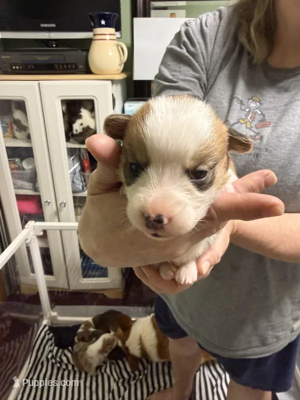 Gary – Pembroke Welsh Corgi puppy for sale in LaFollette, TN