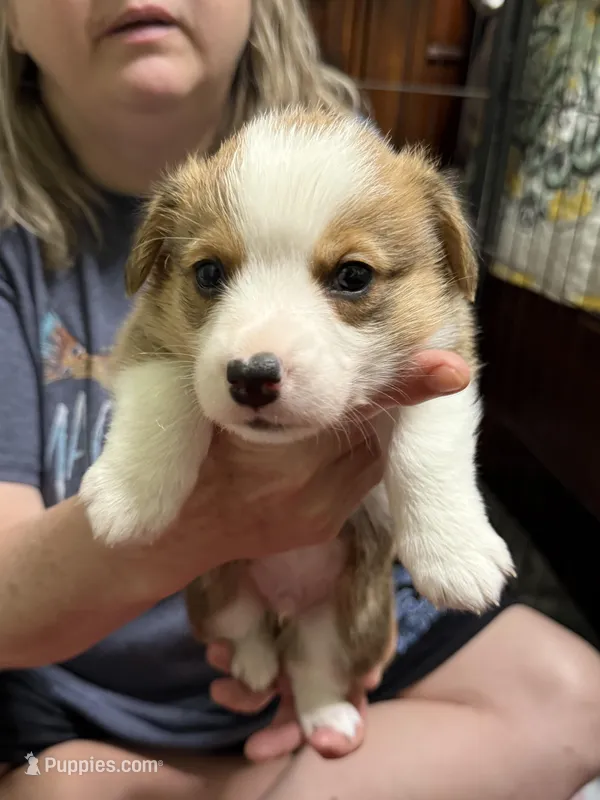Gary – Pembroke Welsh Corgi puppy for sale in LaFollette, TN