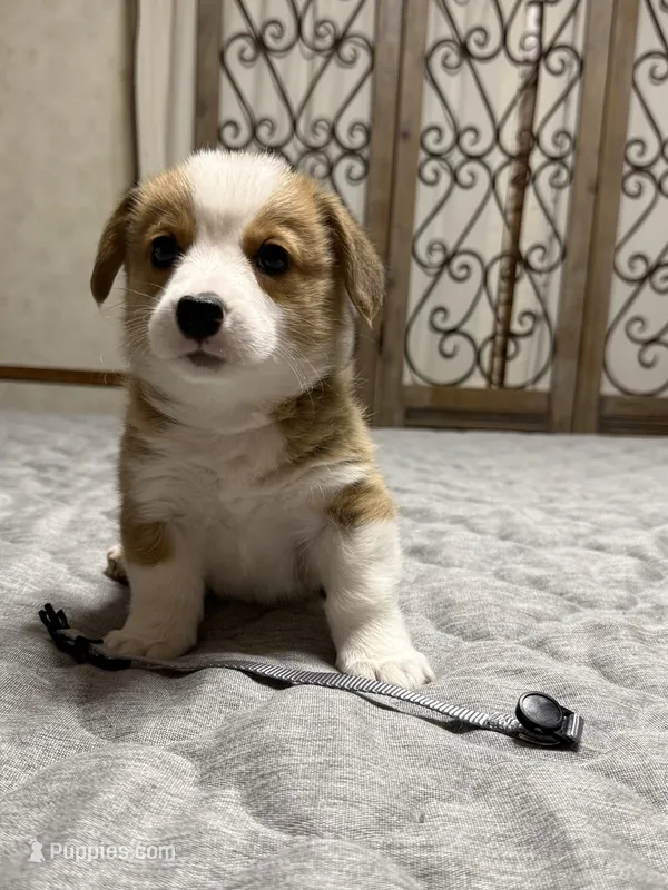 Gary – Pembroke Welsh Corgi puppy for sale in LaFollette, TN