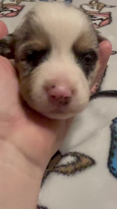 Black collar , a male Pembroke Welsh Corgi for sale in LaFollette, TN – 7 of 7