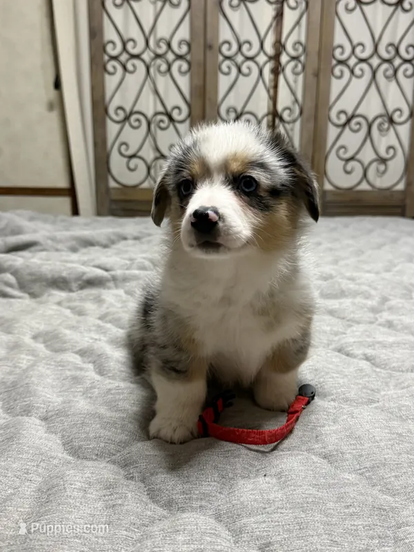 Red collar  – Pembroke Welsh Corgi puppy for sale in LaFollette, TN