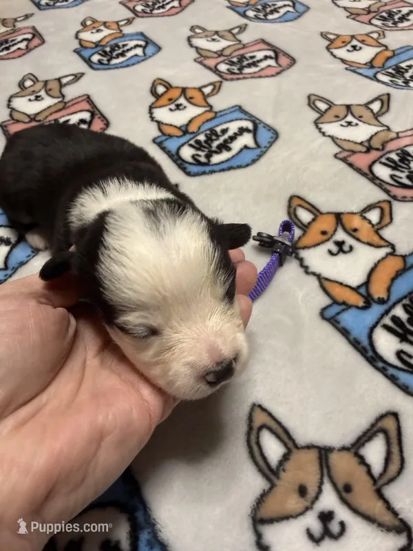 Purple collar  – Pembroke Welsh Corgi puppy for sale in LaFollette, TN