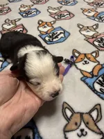 Purple collar , a female Pembroke Welsh Corgi for sale in LaFollette, TN – 5 of 8