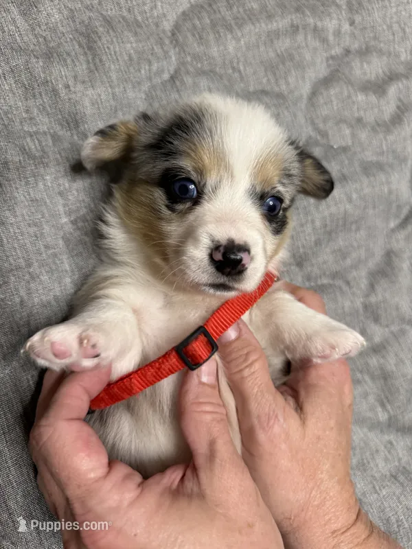 Red collar  – Pembroke Welsh Corgi puppy on hold in LaFollette, TN