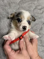 Red collar , a female Pembroke Welsh Corgi for sale in LaFollette, TN – 1 of 8