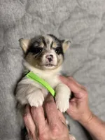 Lime green collar , a female Pembroke Welsh Corgi for sale in LaFollette, TN – 2 of 4