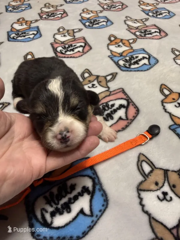 Orange collar  – Pembroke Welsh Corgi puppy for sale in LaFollette, TN