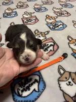 Orange collar , a male Pembroke Welsh Corgi for sale in LaFollette, TN – 6 of 9