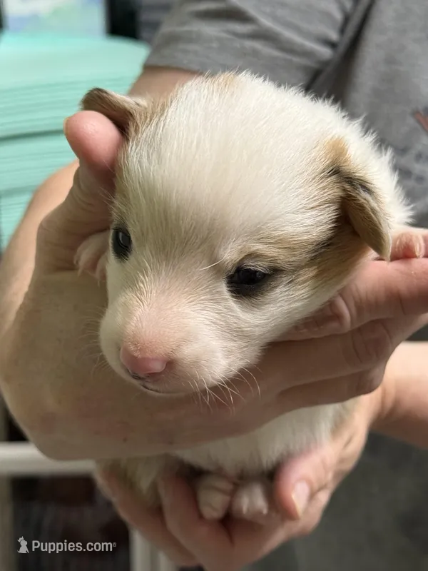 Patrick  – Pembroke Welsh Corgi puppy for sale in LaFollette, TN