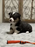 Orange collar , a male Pembroke Welsh Corgi for sale in LaFollette, TN – 4 of 9
