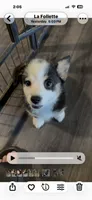 Olive , a female Pembroke Welsh Corgi for sale in LaFollette, TN – 2 of 10