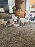 Lucy, a female French Bulldog for sale in Osceola, MO – 6 of 8