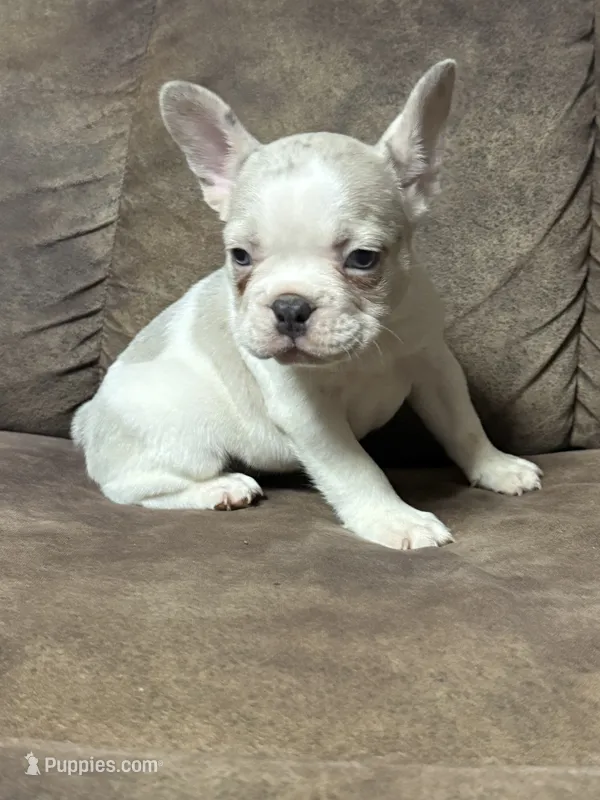 Honey – French Bulldog puppy for sale in Osceola, MO