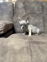 Little Annie, a female French Bulldog for sale in Osceola, MO – 3 of 10
