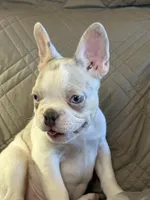 Riley, a male French Bulldog for sale in Osceola, MO – 8 of 10