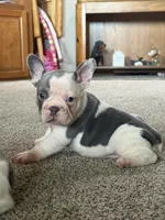 Henry, a male French Bulldog for sale in Osceola, MO – 3 of 6