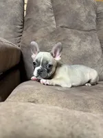 Little Annie, a female French Bulldog for sale in Osceola, MO – 4 of 10
