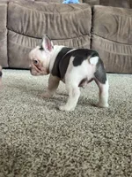 Henry, a male French Bulldog for sale in Osceola, MO – 4 of 6