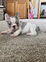 Lucy, a female French Bulldog for sale in Osceola, MO – 5 of 8