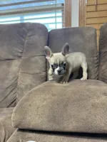 Little Annie, a female French Bulldog for sale in Osceola, MO – 5 of 10