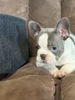Sammy, a male French Bulldog for sale in Osceola, MO – 3 of 10