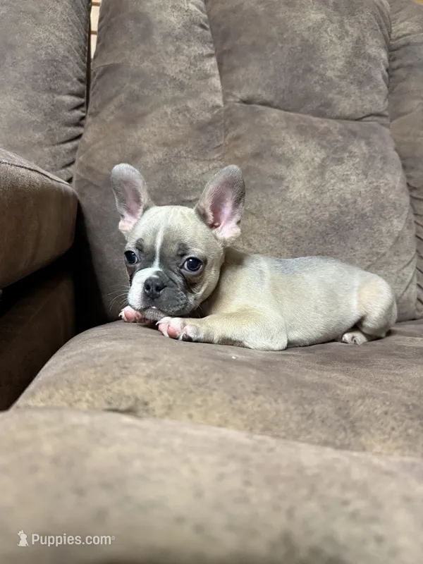 Little Annie – French Bulldog puppy for sale in Osceola, MO