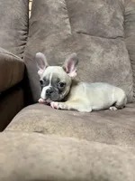 Little Annie, a female French Bulldog for sale in Osceola, MO – 1 of 10