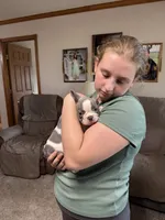 Sammy, a male French Bulldog for sale in Osceola, MO – 8 of 10