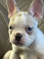 Riley, a male French Bulldog for sale in Osceola, MO – 9 of 10