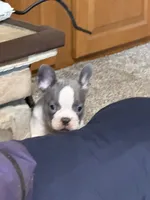 Sammy, a male French Bulldog for sale in Osceola, MO – 6 of 10