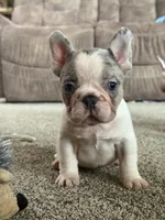 Lucy, a female French Bulldog for sale in Osceola, MO – 7 of 8