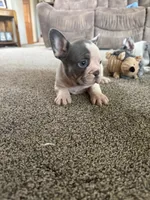 Henry, a male French Bulldog for sale in Osceola, MO – 6 of 6