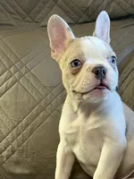 Riley, a male French Bulldog for sale in Osceola, MO – 4 of 10