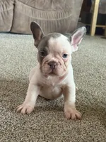 Henry, a male French Bulldog for sale in Osceola, MO – 2 of 6
