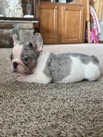 Lucy, a female French Bulldog for sale in Osceola, MO – 2 of 8