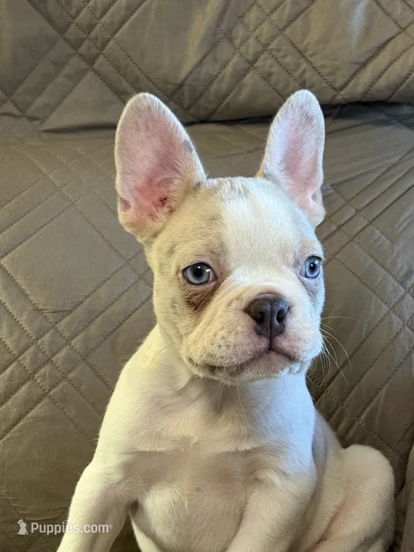 Riley – French Bulldog puppy for sale in Osceola, MO
